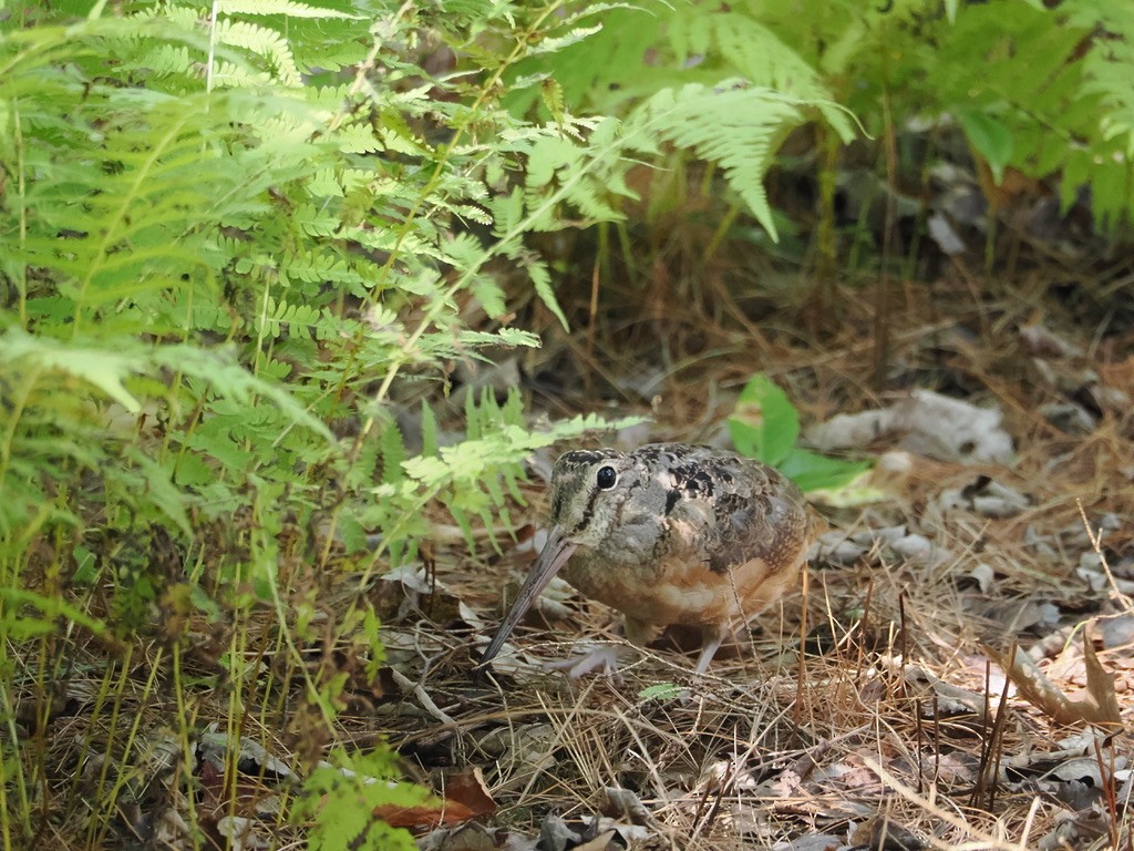 American Woodcock - ML641938901