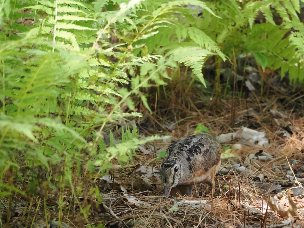 American Woodcock - ML641938902
