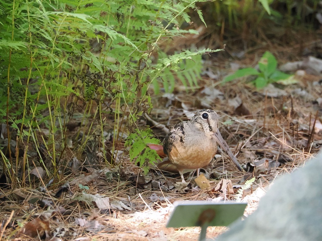American Woodcock - ML641938903