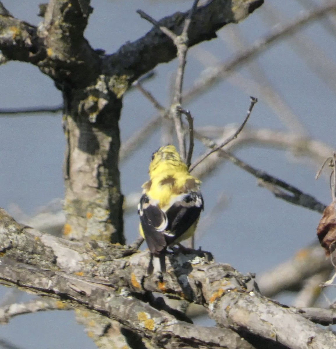 American Goldfinch - ML641938905