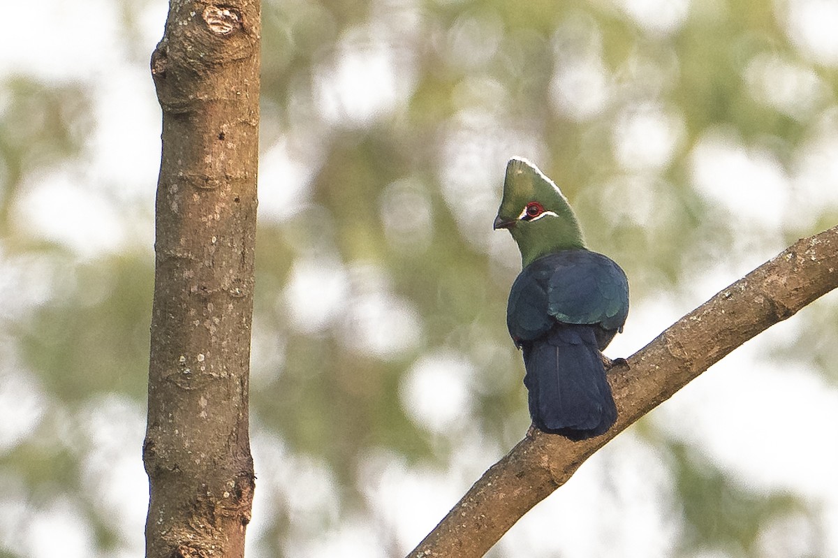 Black-billed Turaco - ML641938924