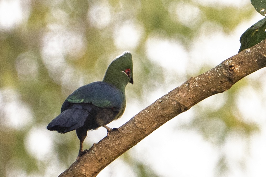 Black-billed Turaco - ML641938926
