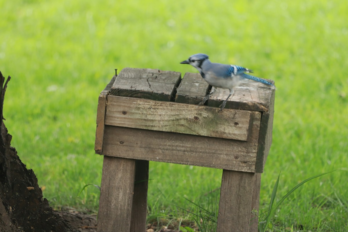 Blue Jay - ML641938935