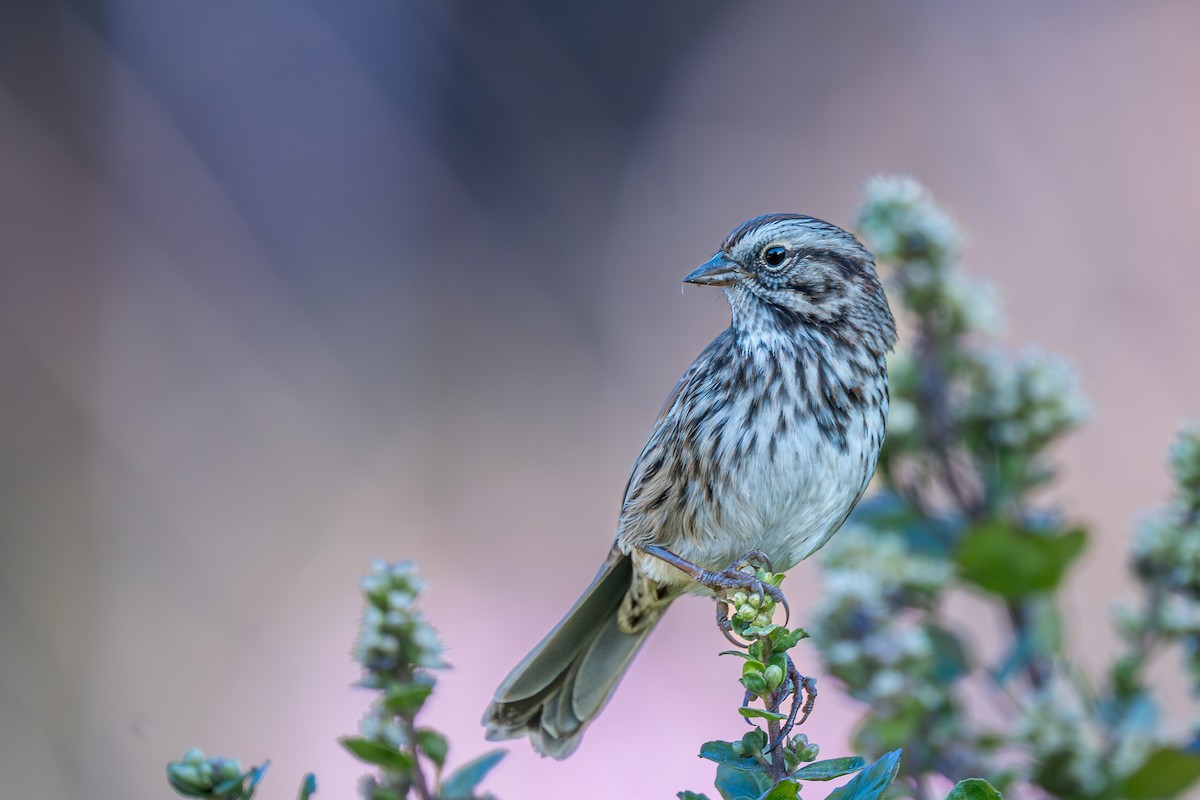 Song Sparrow (heermanni Group) - ML641938937
