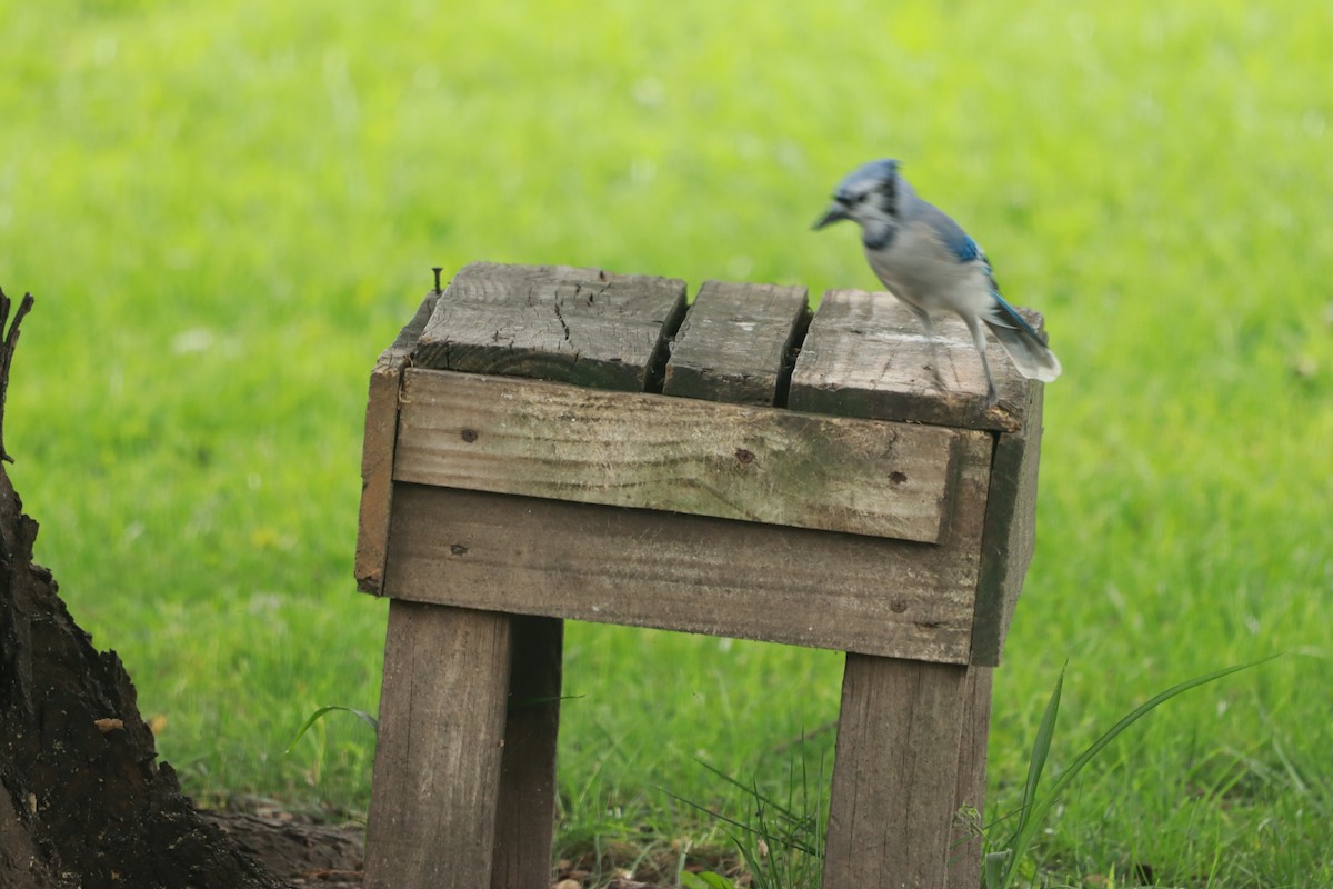 Blue Jay - ML641938939