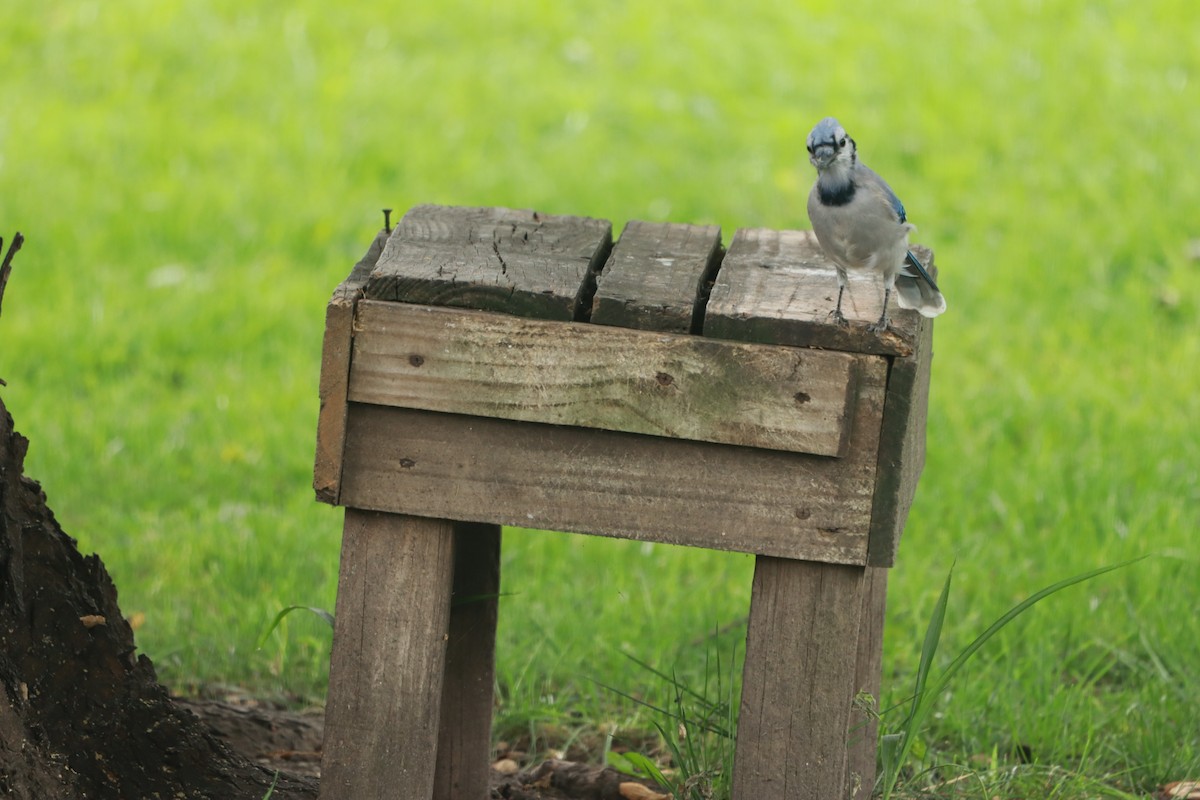 Blue Jay - ML641938942