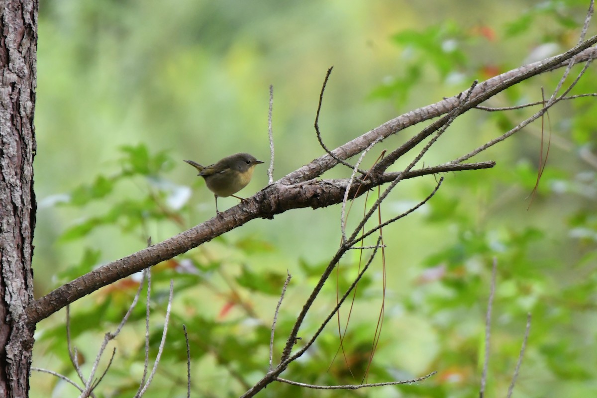 Common Yellowthroat - ML641938973