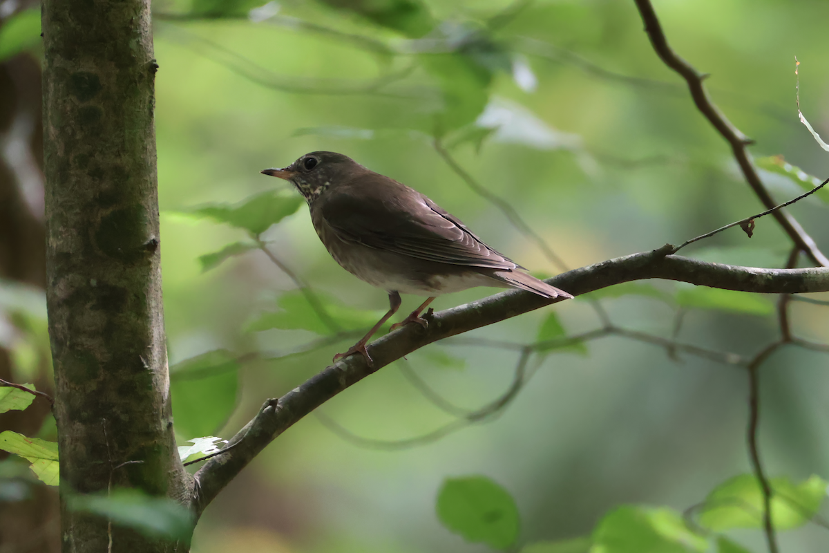 Gray-cheeked Thrush - ML641938980