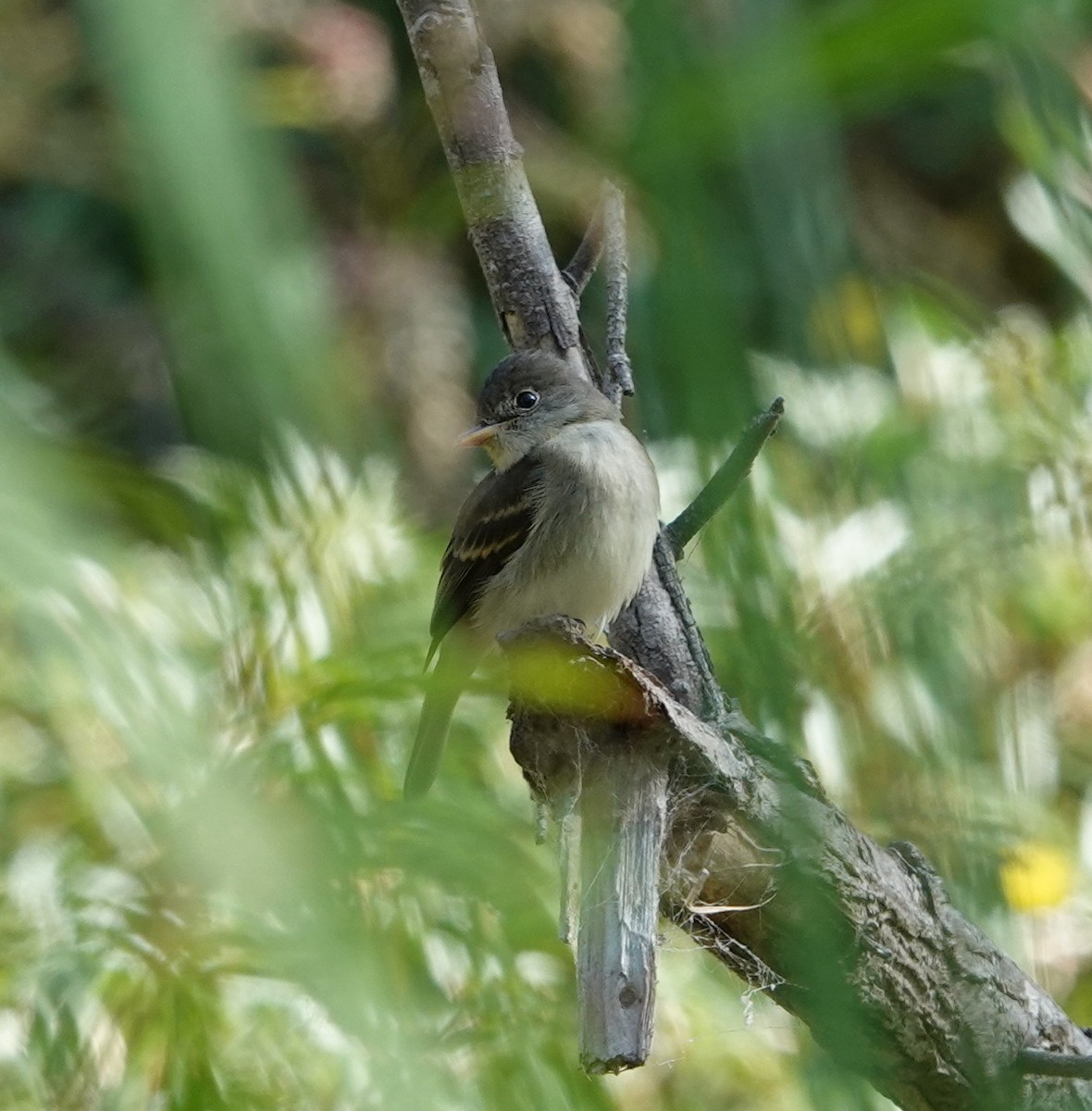 Willow Flycatcher - ML641938985