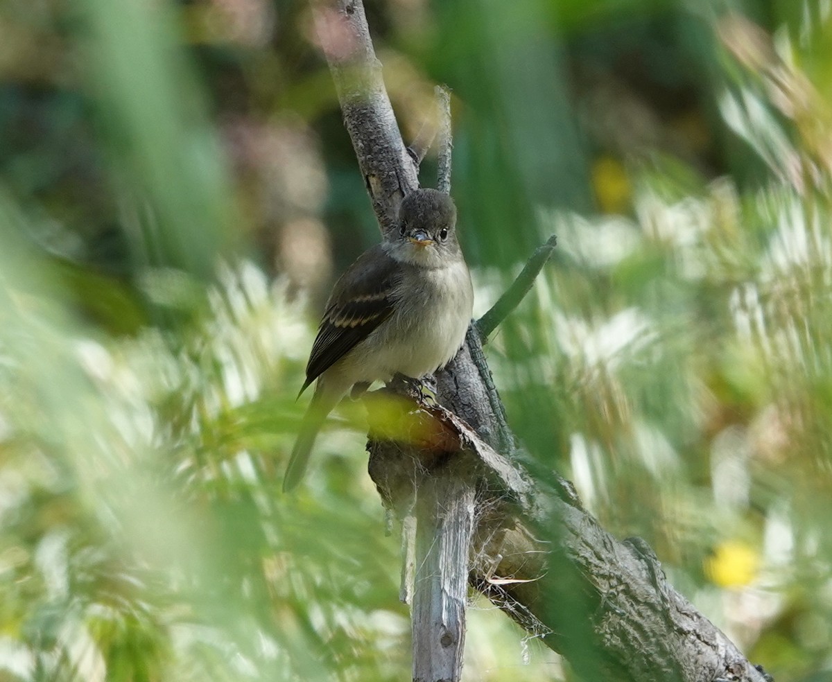 Willow Flycatcher - ML641938986