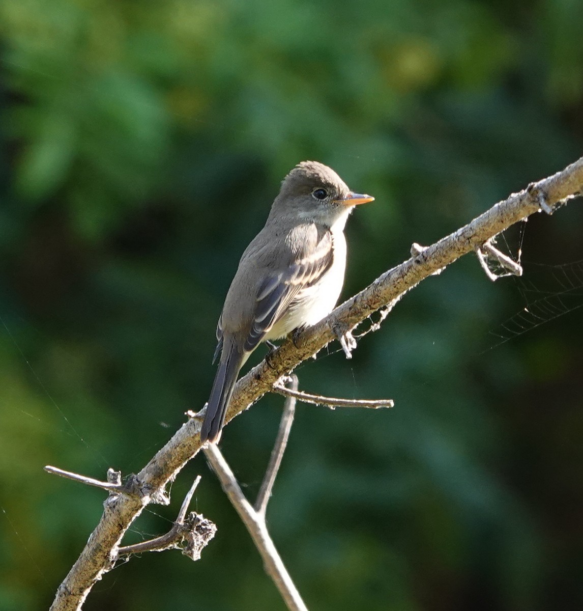 Willow Flycatcher - ML641938987