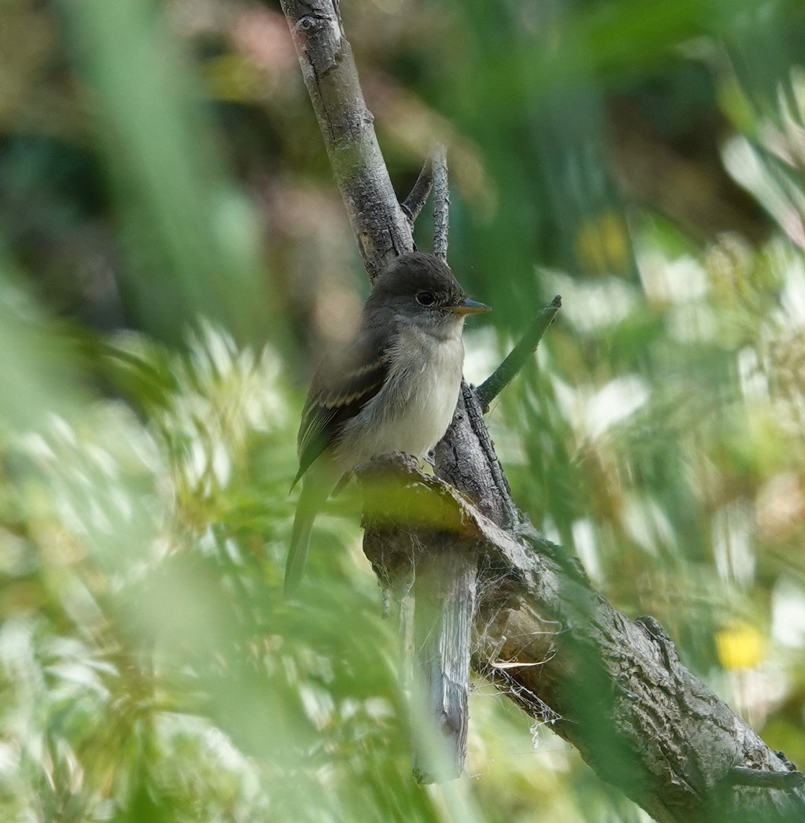 Willow Flycatcher - ML641938988