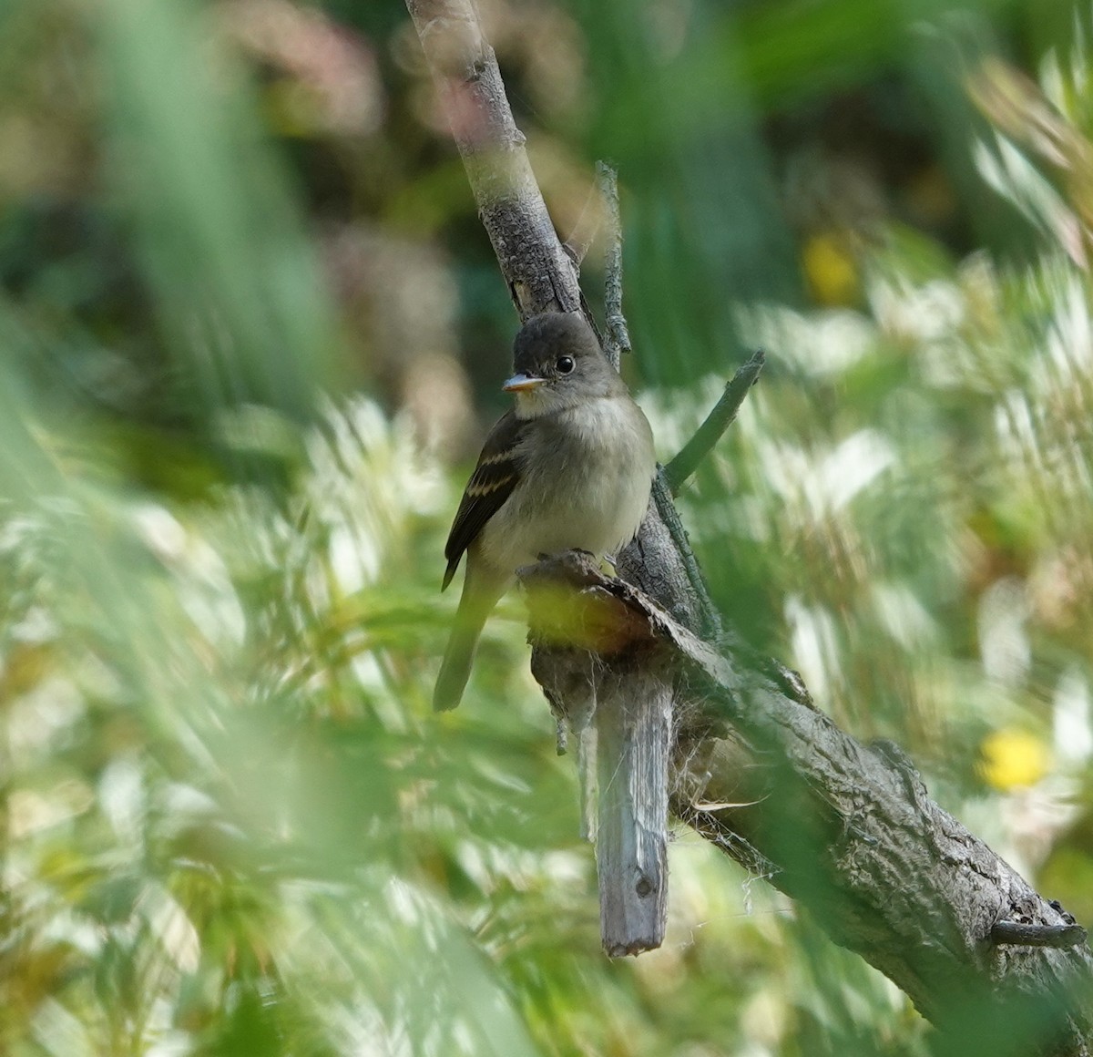 Willow Flycatcher - ML641938989