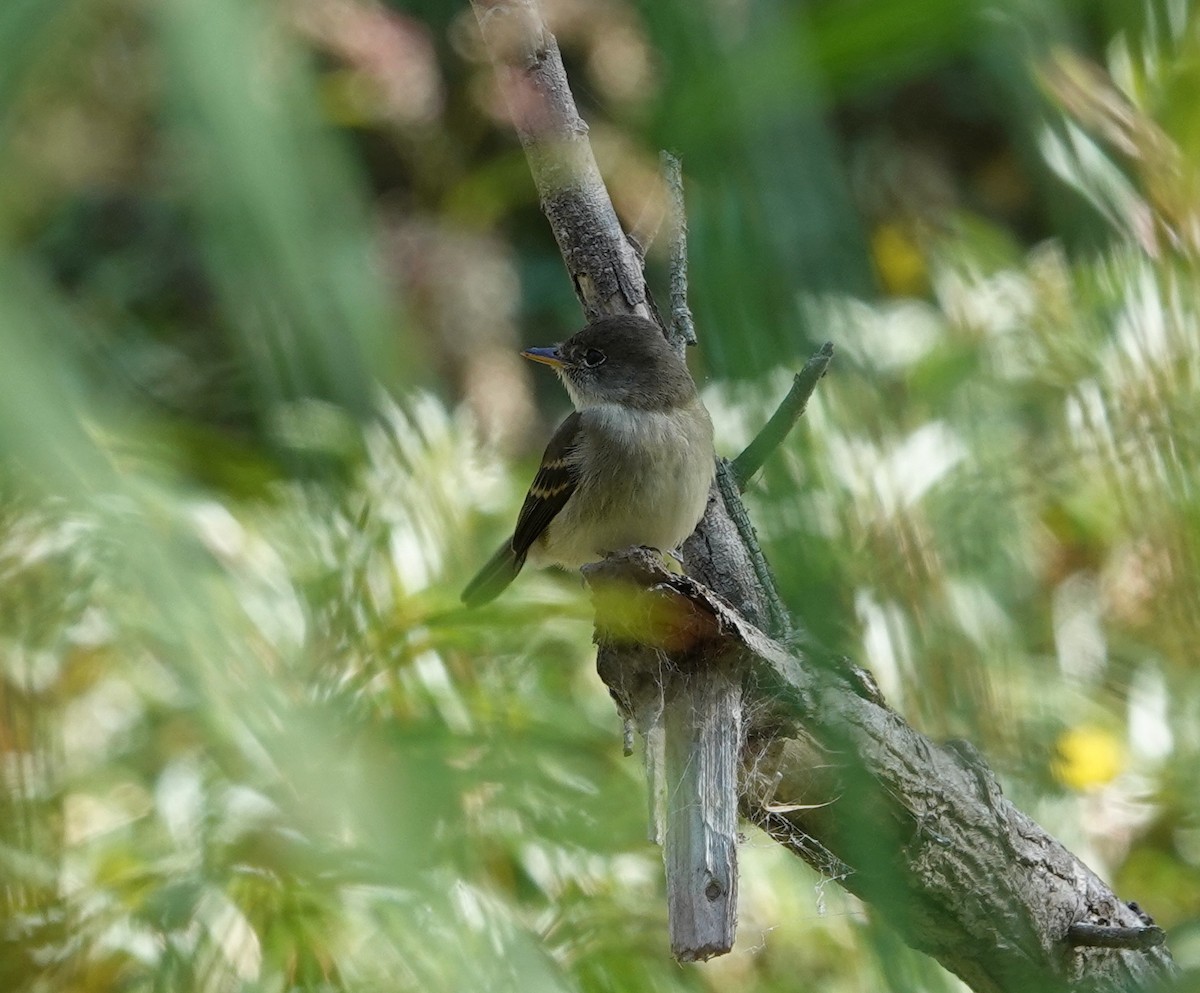 Willow Flycatcher - ML641938990
