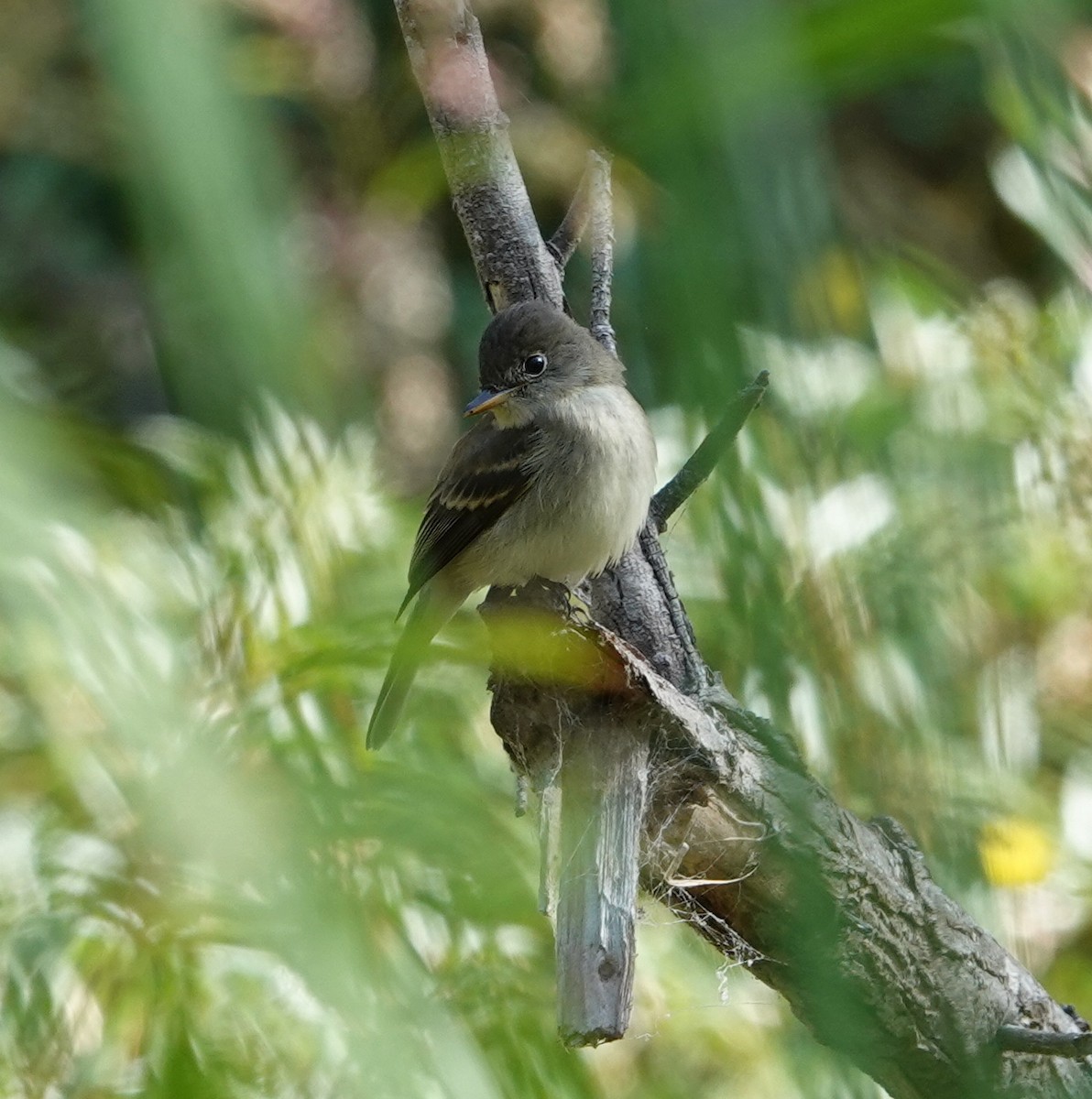 Willow Flycatcher - ML641938991