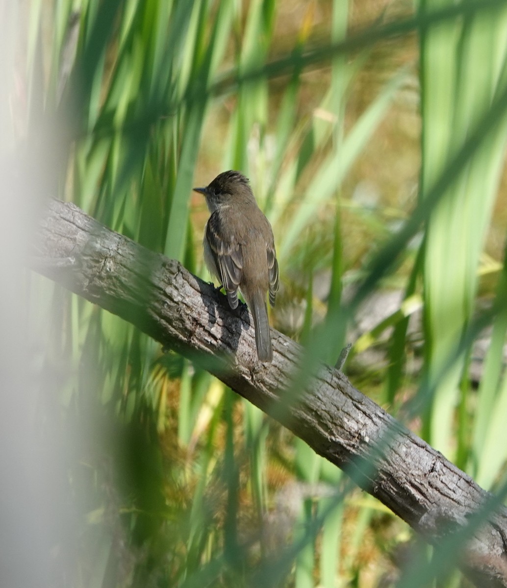 Willow Flycatcher - ML641938993