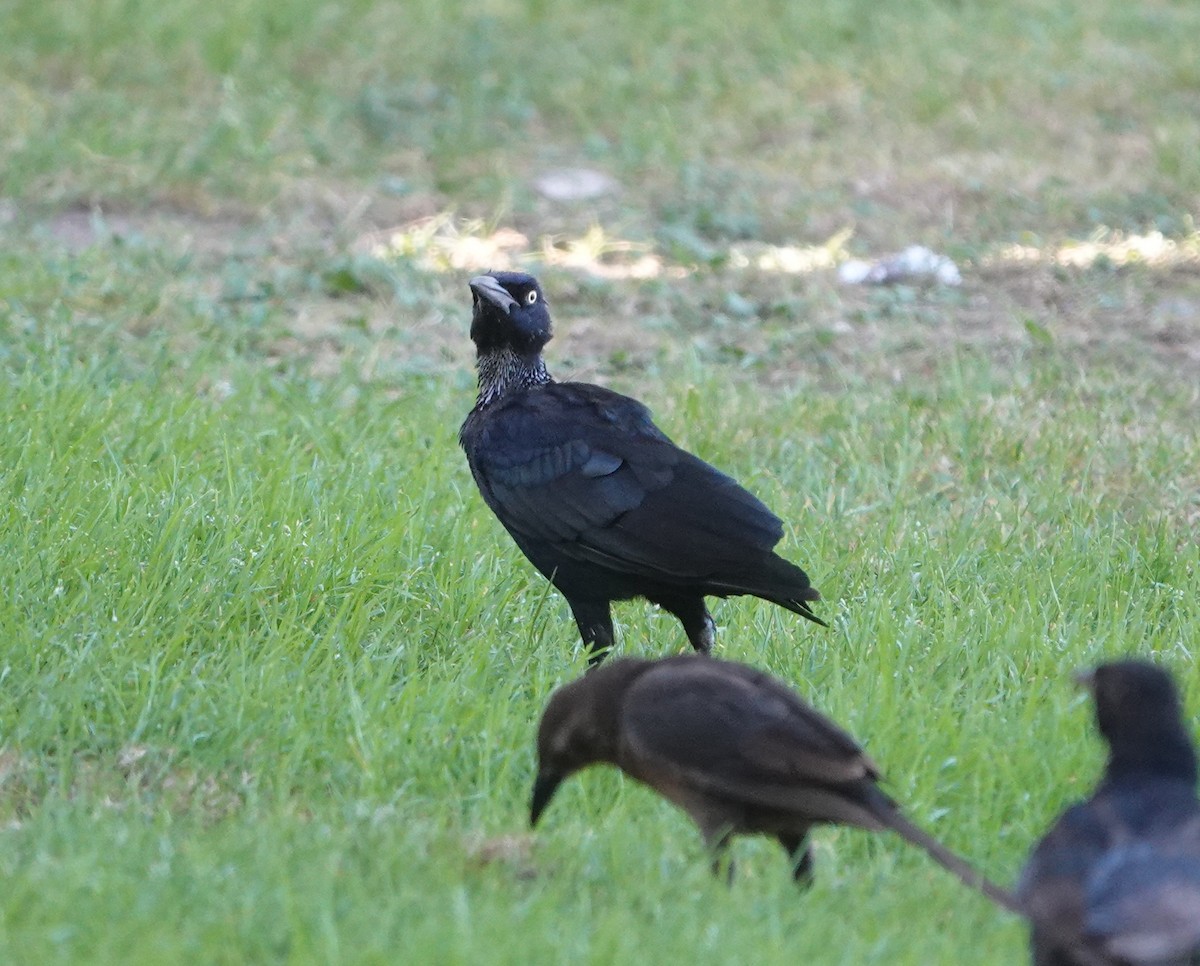 Great-tailed Grackle - ML641939074