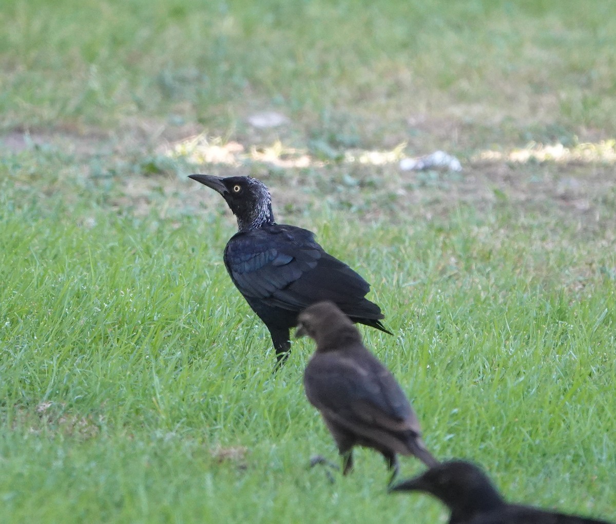 Great-tailed Grackle - ML641939075