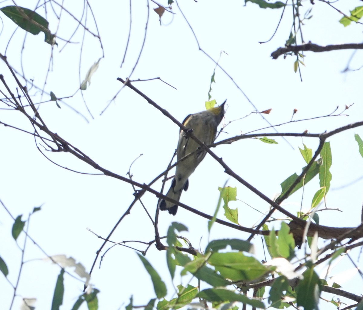 Yellow-rumped Warbler (Audubon's) - ML641939096