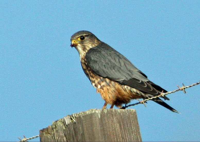 Merlin (Taiga) - ML641939133