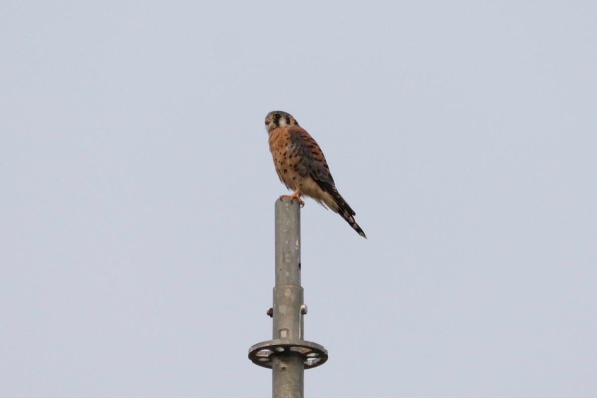 American Kestrel - ML641939150