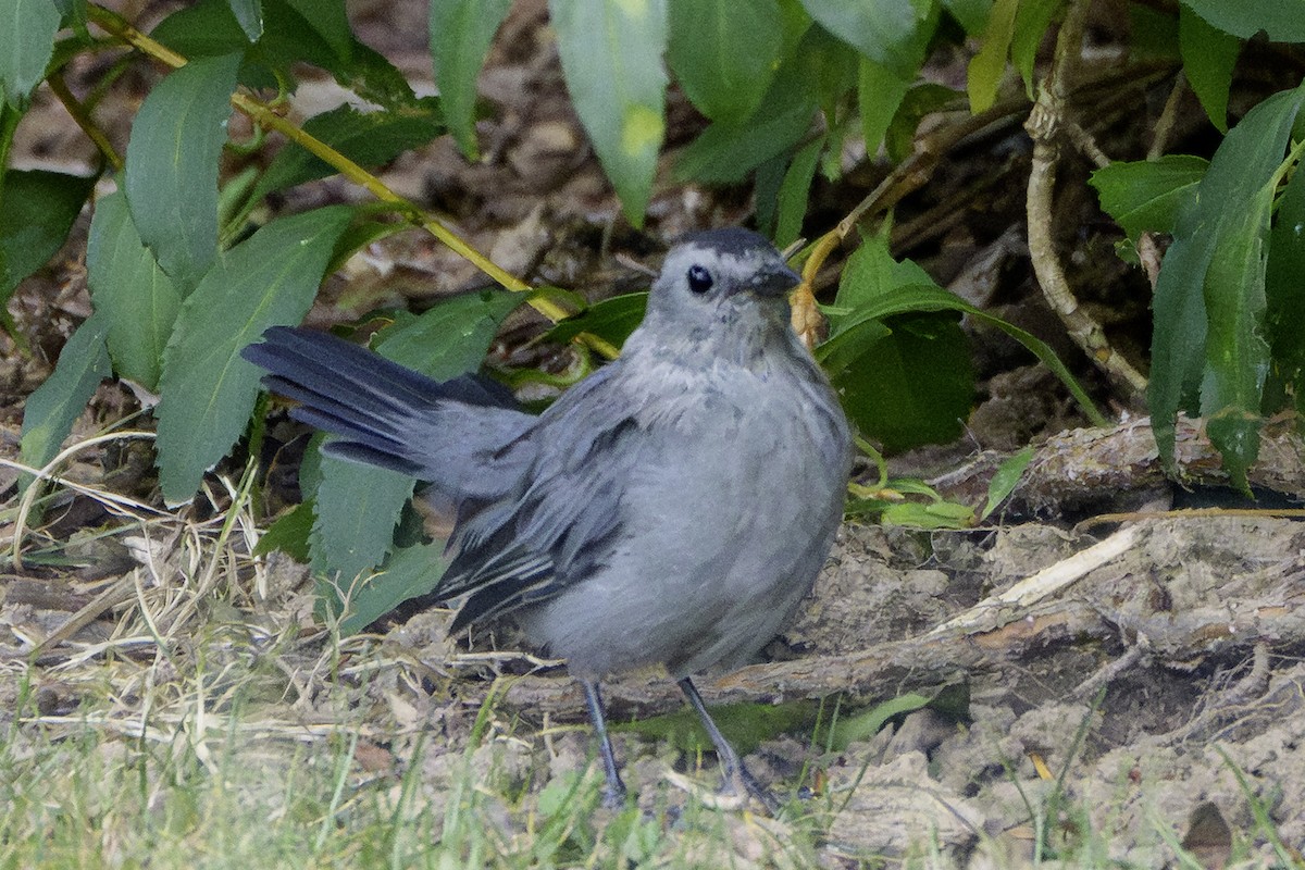 Gray Catbird - ML641939156