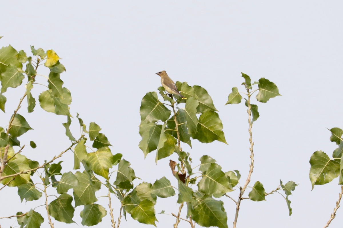 Cedar Waxwing - ML641939164