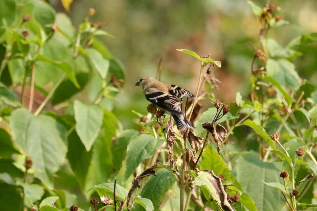 American Goldfinch - ML641939169