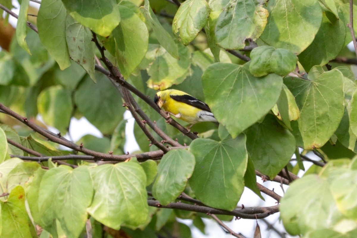 American Goldfinch - ML641939170