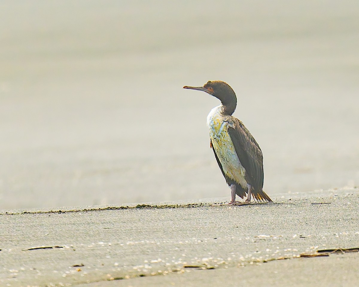 Guanay Cormorant - ML641939179
