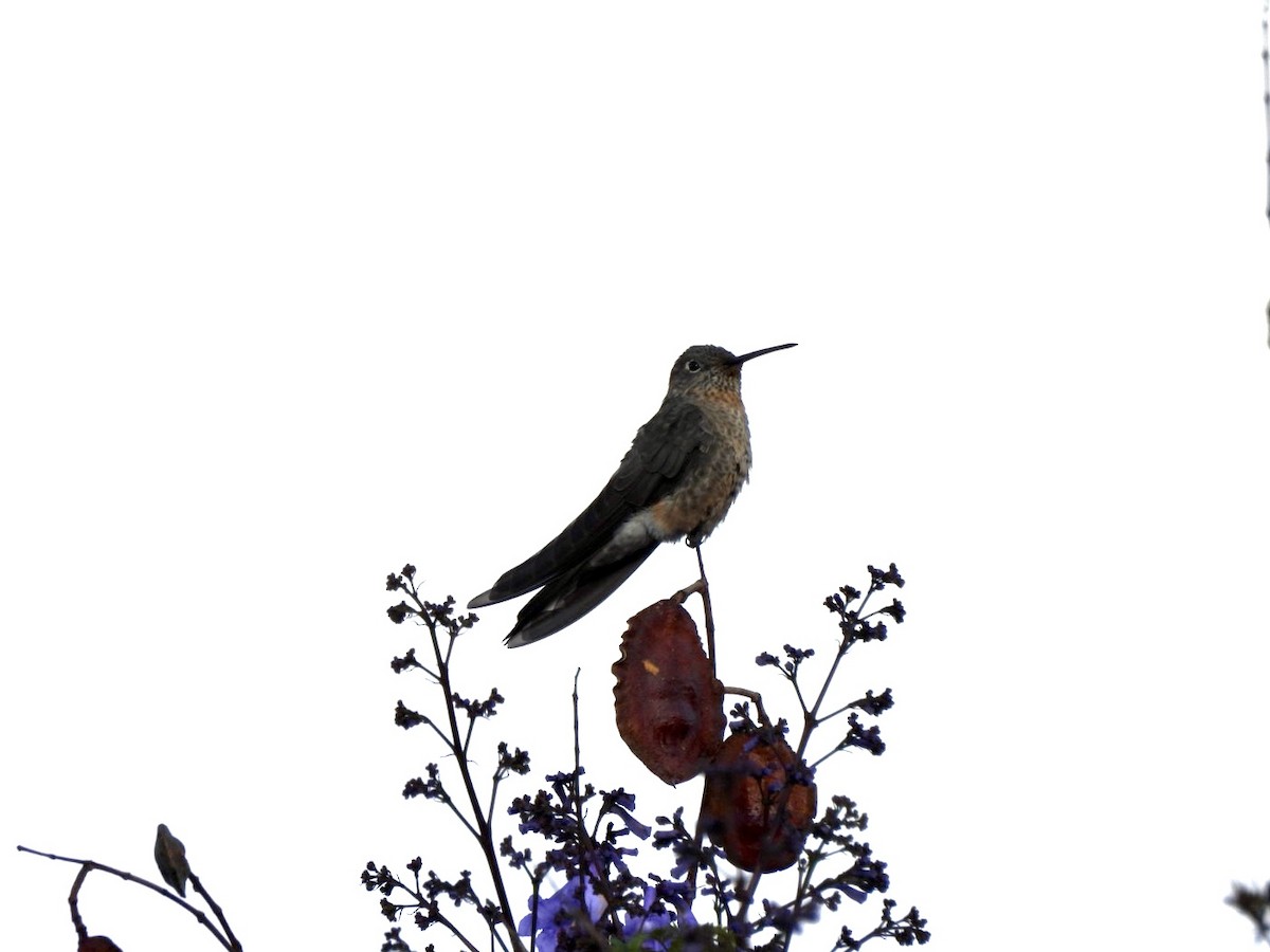 kjempekolibri - ML641939182