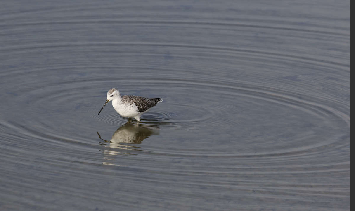Marsh Sandpiper - ML641939194