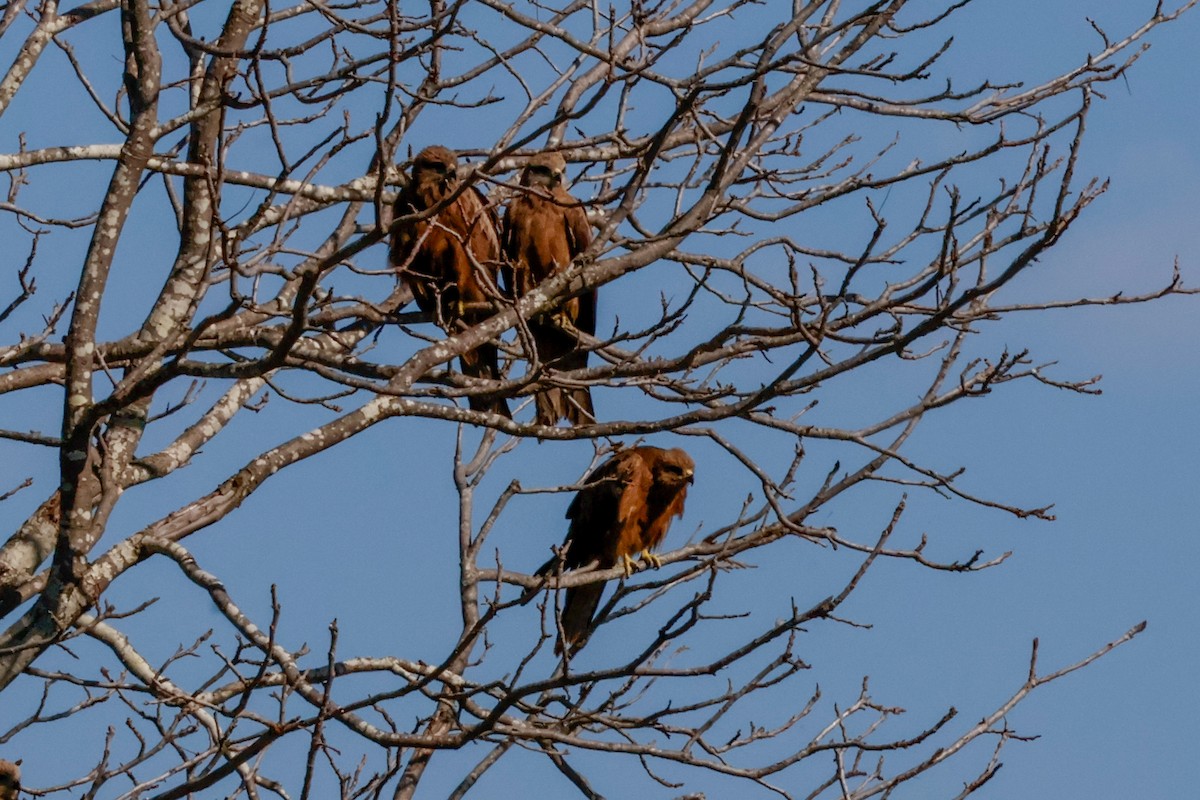 Black Kite - ML641939195