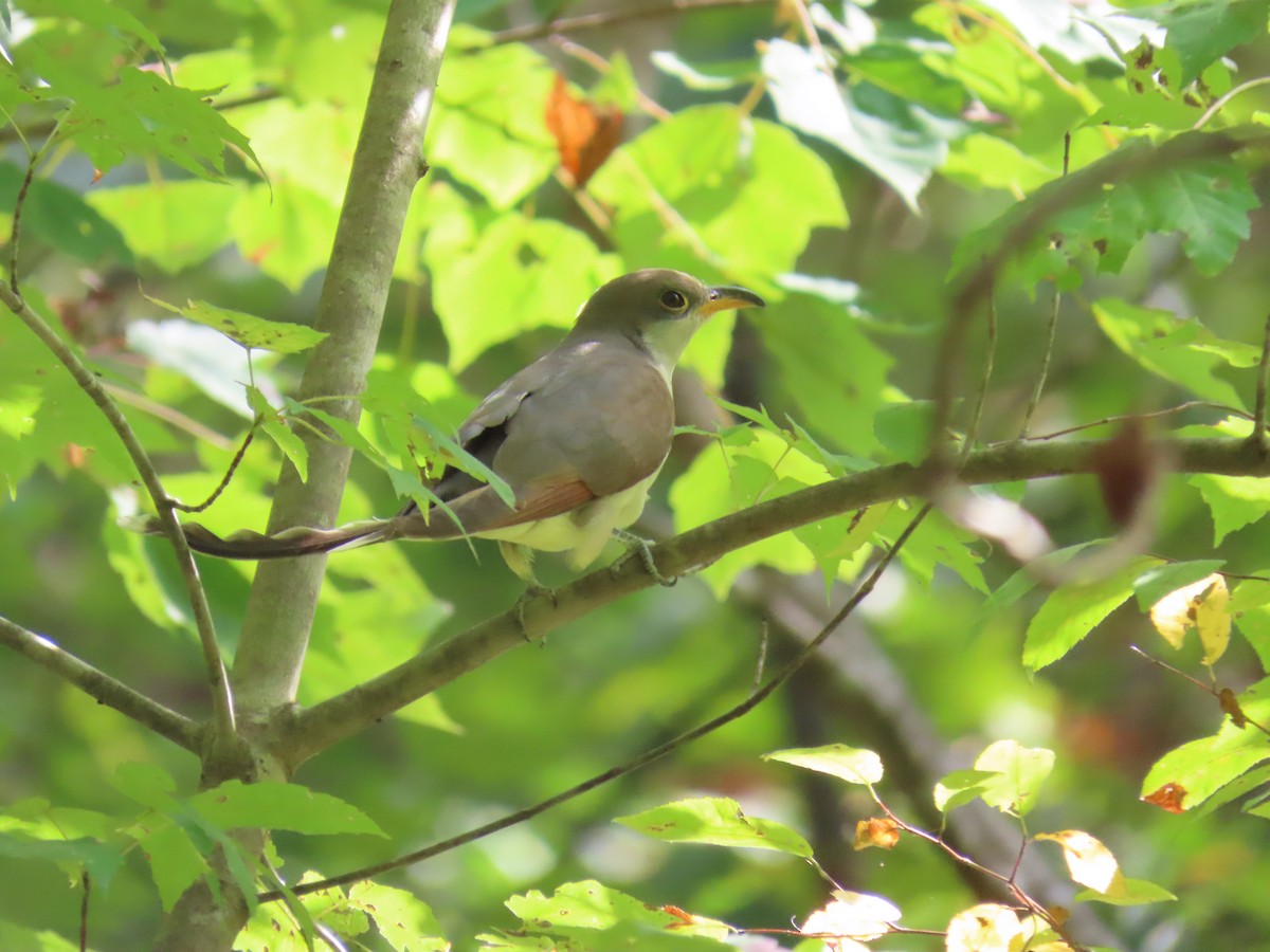 Yellow-billed Cuckoo - ML641939200