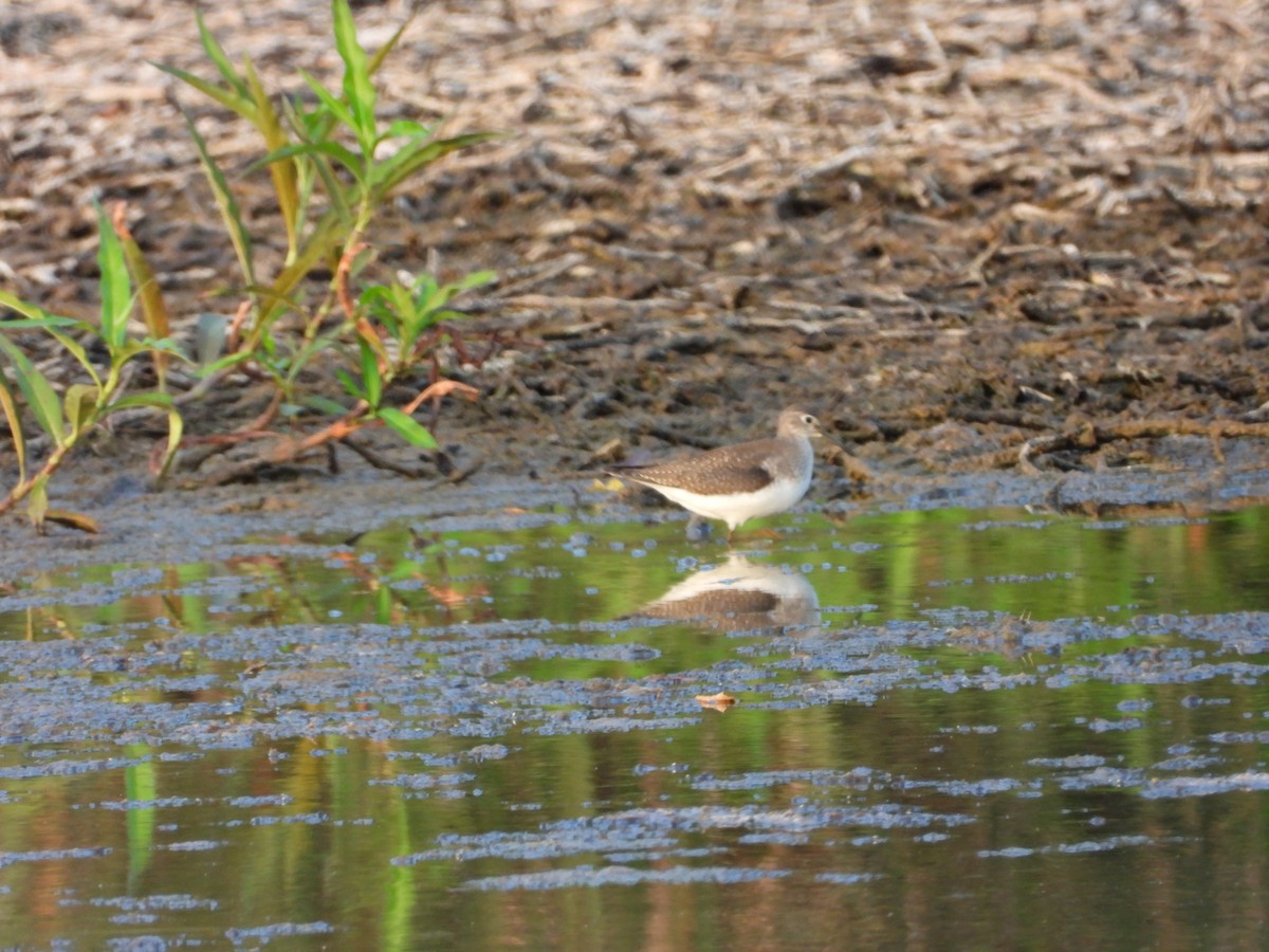 Solitary Sandpiper - ML641939212