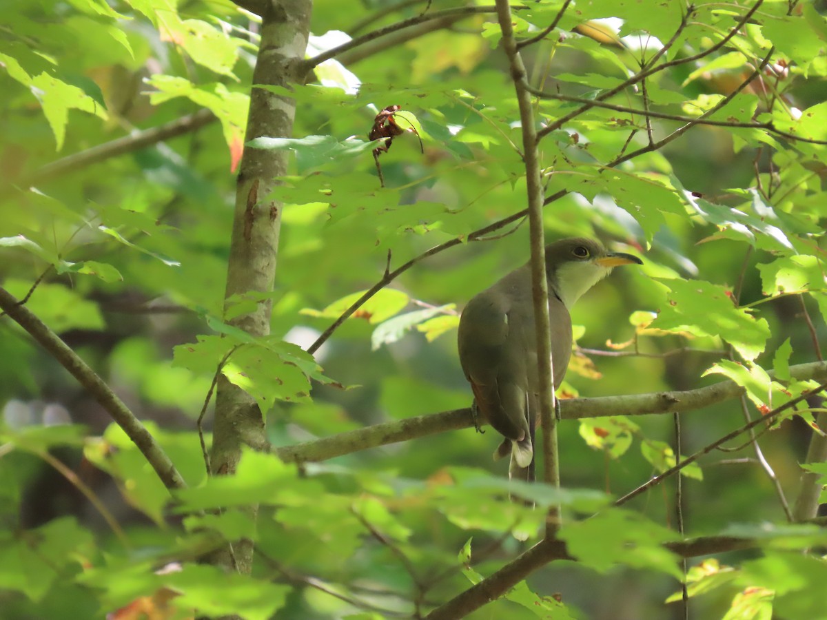 Yellow-billed Cuckoo - ML641939220