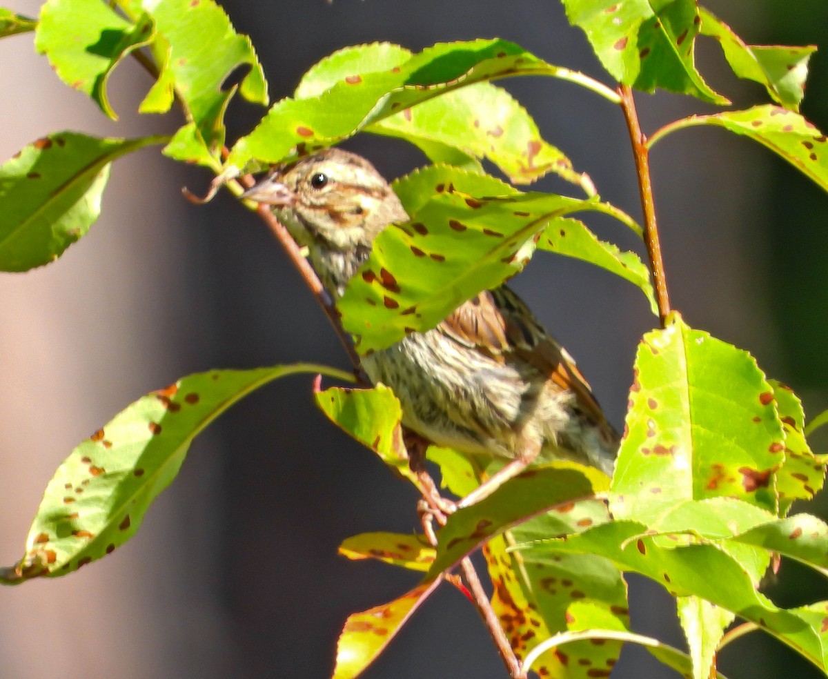 Song Sparrow - ML641939226