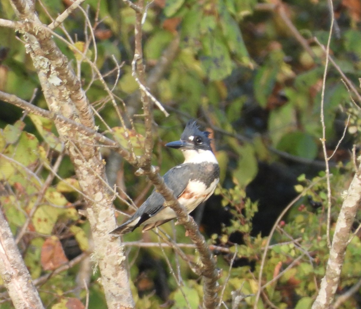 Belted Kingfisher - ML641939244