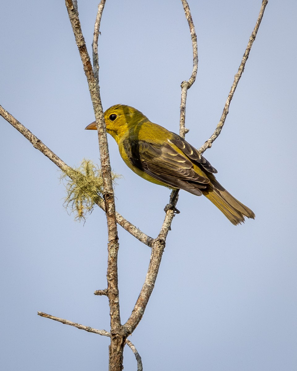 Scarlet Tanager - ML641939249