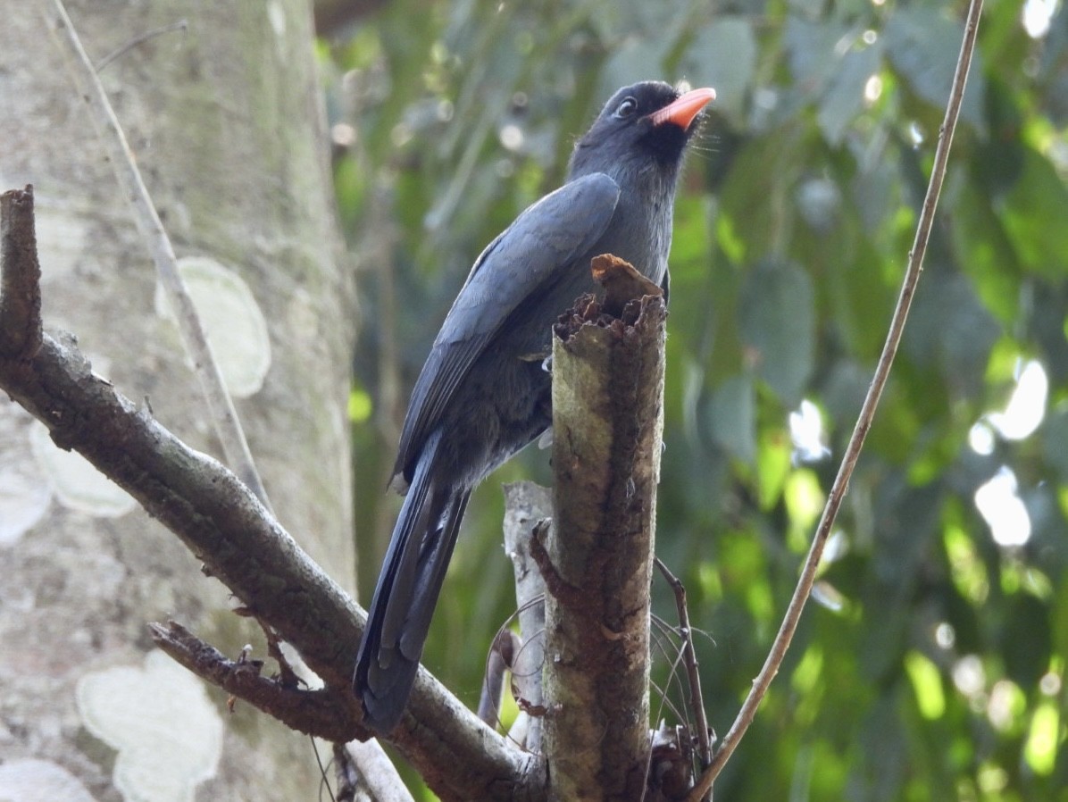 Black-fronted Nunbird - ML641939270