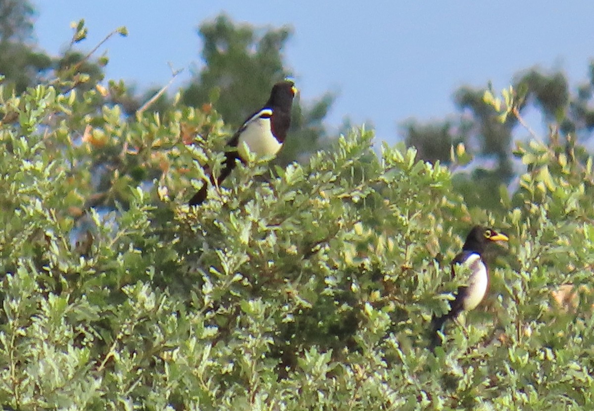 Yellow-billed Magpie - ML641939271