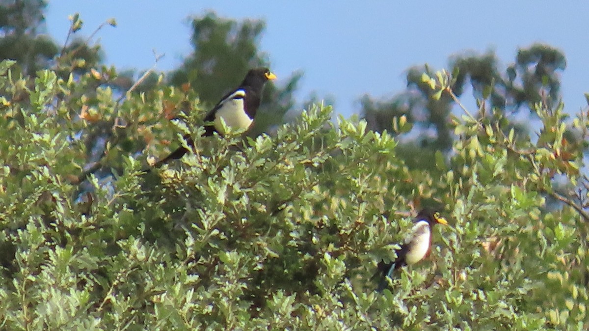 Yellow-billed Magpie - ML641939272