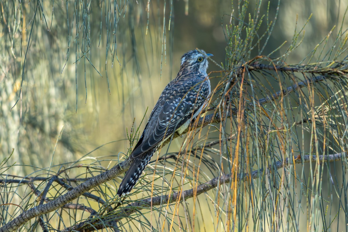 Pallid Cuckoo - ML641939273
