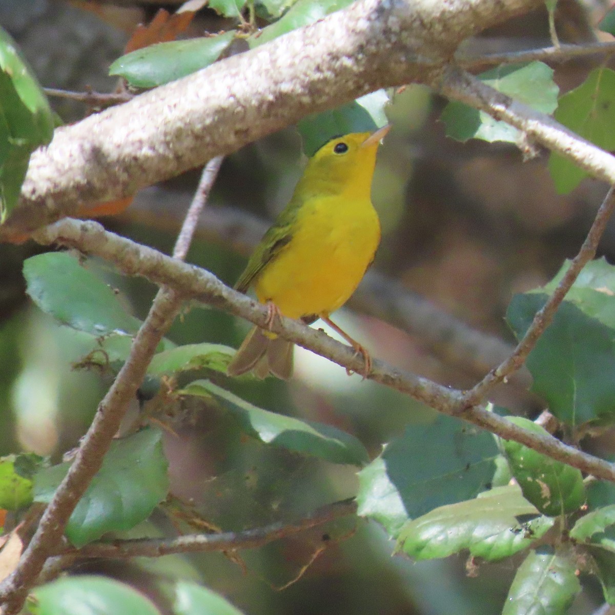 Wilson's Warbler - ML641939276