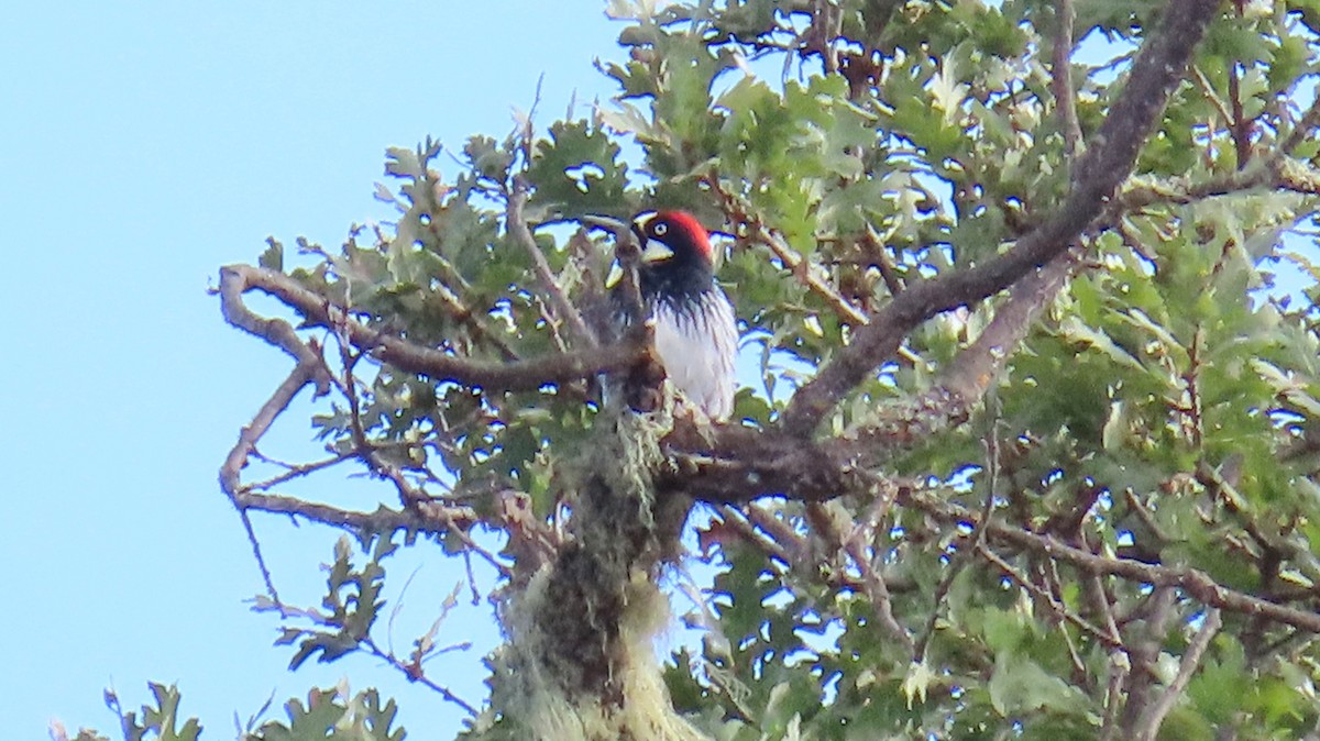 Acorn Woodpecker - ML641939277