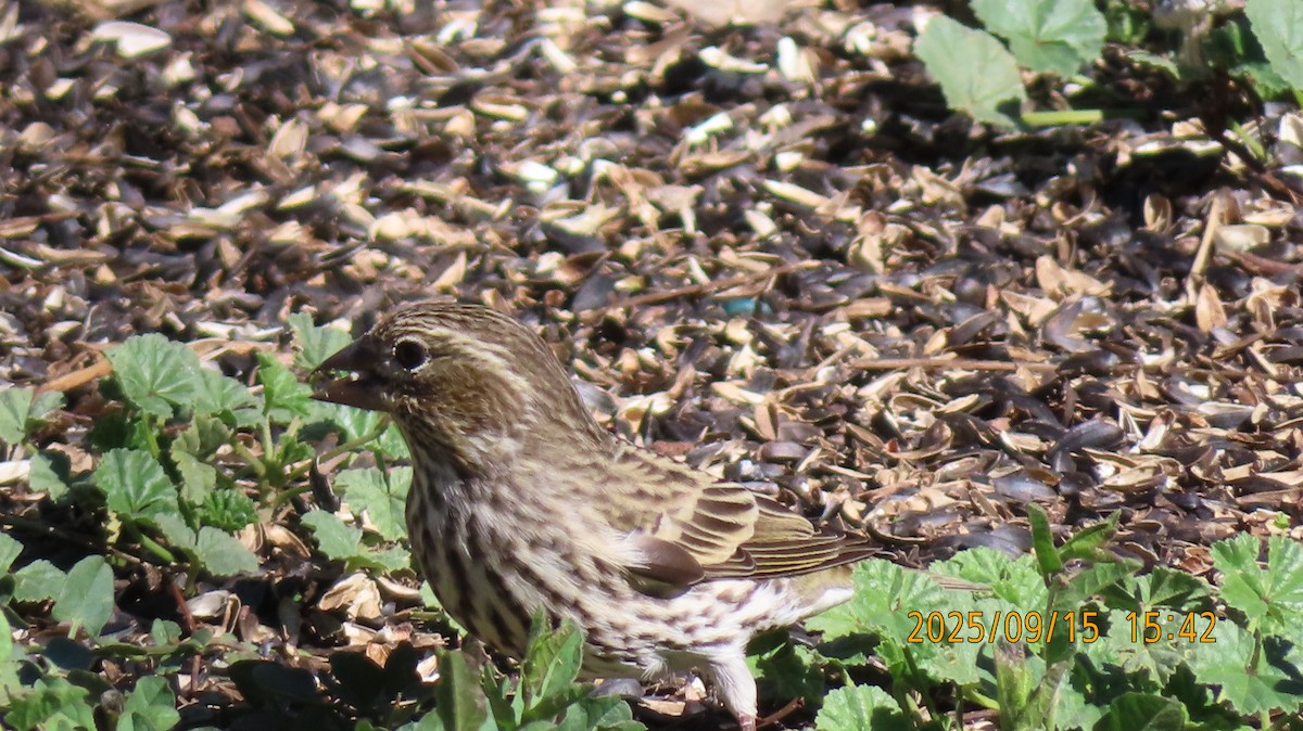 Cassin's Finch - ML641939281