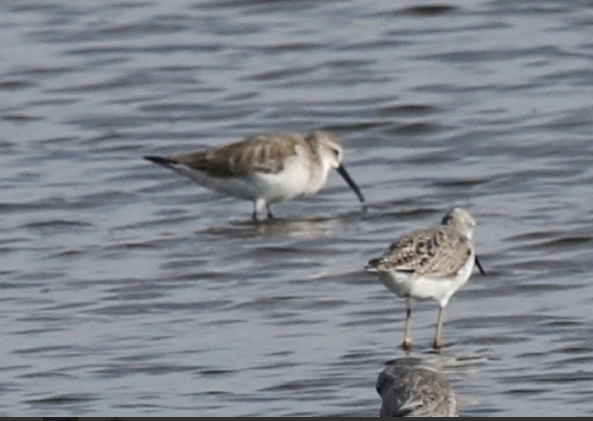 Curlew Sandpiper - ML641939284