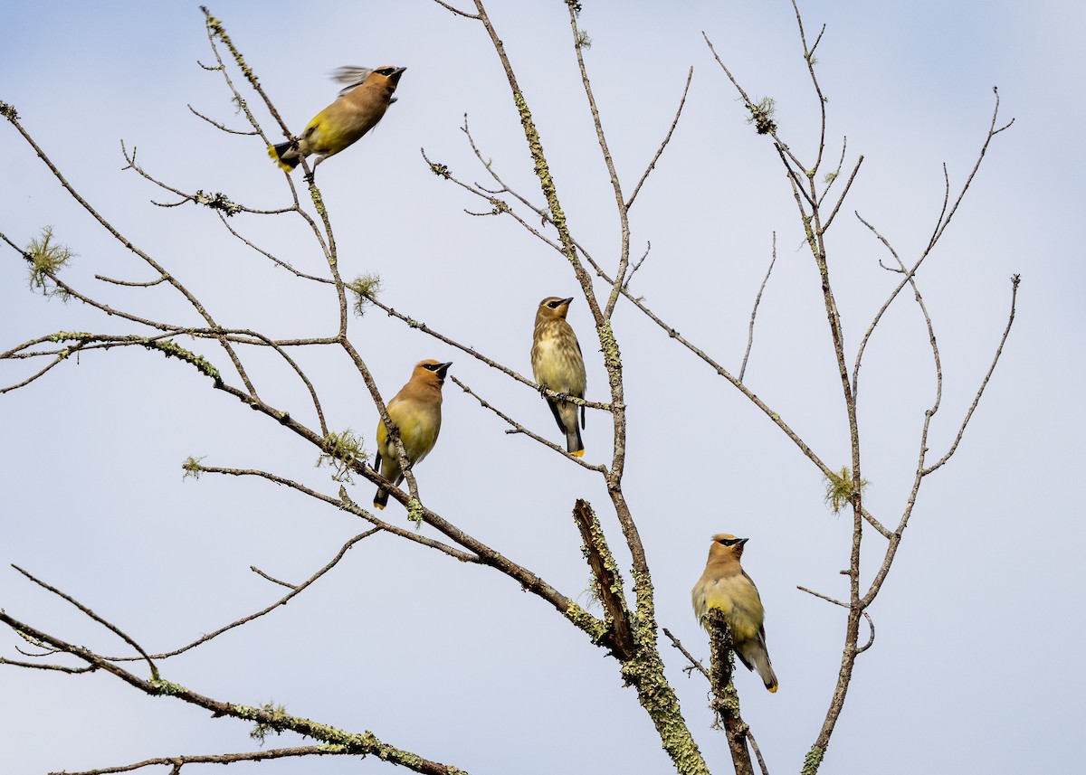 Cedar Waxwing - ML641939287