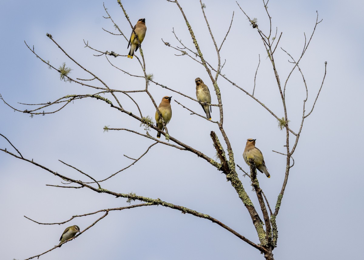 Cedar Waxwing - ML641939288