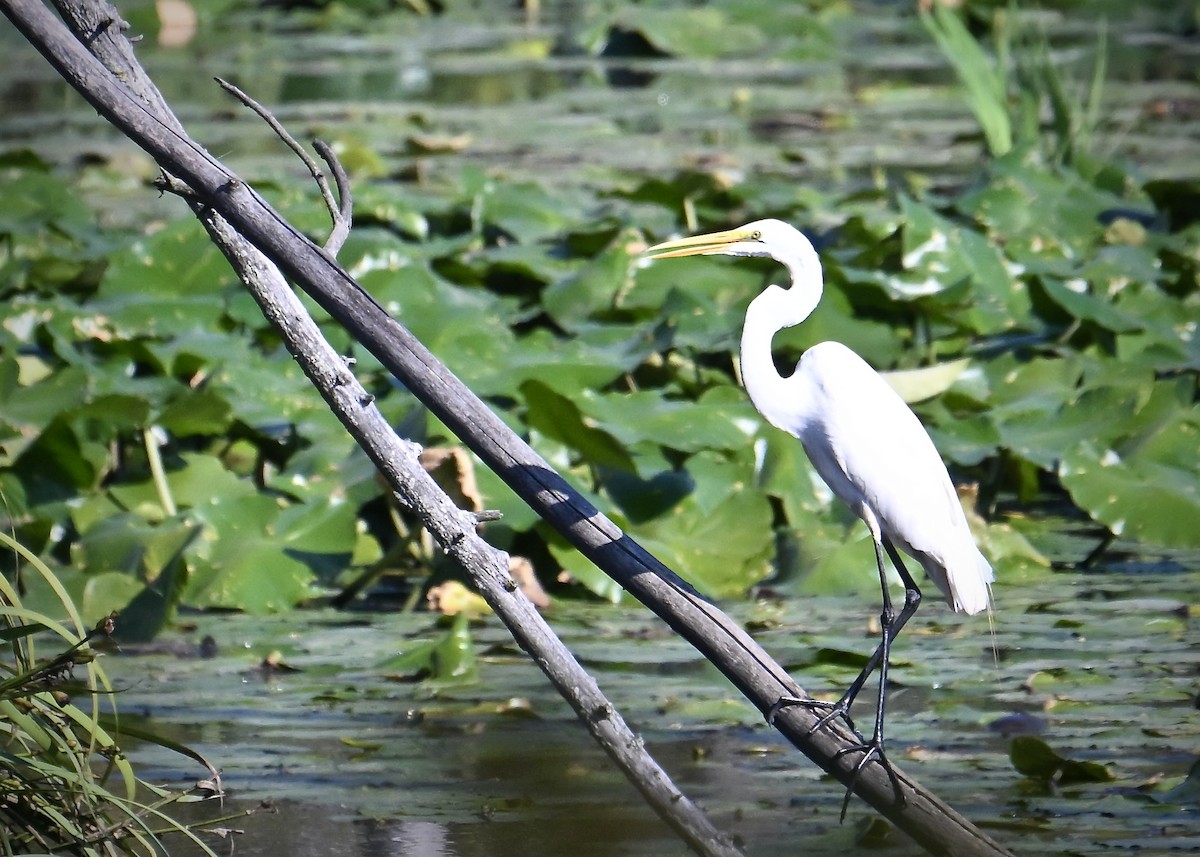 Great Egret - ML641939289